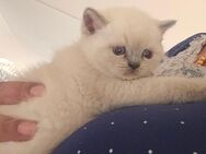 Britisch kurzhaar kitten mit Himmel blau Augen - Düsseldorf