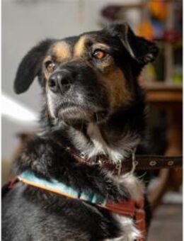 Oraya - wartet in 96369 Weißenbrunn - Oberwies