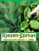 ♥ Riesen Spinat Monstrueux de Viroflay Samen, Tulpenstolz Rarität Alte Sorte,Samen,Garten,große Blätter,winterhart,Gemüse in 22457