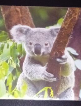 Schreibtischunterlage Bärenmotiv - Wuppertal