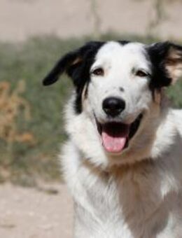 Violeta sucht ihre Familie - Krefeld