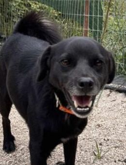 EMIL - hübscher kleiner Rüde - Aerzen