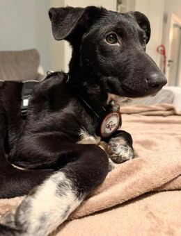 🌸Violetta sucht ihr Familie🌸 - Freilassing