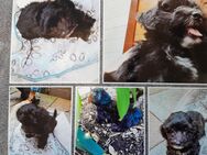 Hund Havapoo (Havanese ähnlich) 7 Monate Hündin - Lübeck