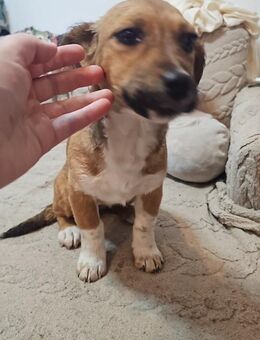 Eva Die verspielte Kuschelmaus - Großefehn