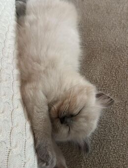 🐾 Ragdoll-Kater ohne Papiere – geimpft, entwurmt & gechipt – Abgabe ab 12 Wochen in liebevolle Hände 🐾 - Schortens