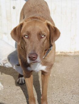 Greta mit den strahlend schönen Augen - Celle