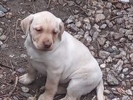 Süßer blonder Labrador Welpe abzugeben - Berlin