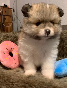 Pomeranian - Mehlingen