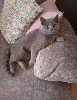 Britisch Kurzhaar Katze - Großalmerode Zentrum