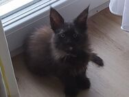 Wunderschöne reinrassige Mainecoon Kitten - Bayreuth