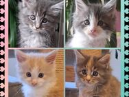 Norwegische Waldkatze - Maine Coon Mix - Sarzbüttel