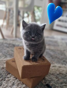 Traumhafte Britenbabys (BKH/BLH) in Blue & Lilac suchen ihr Zuhause - Bremen