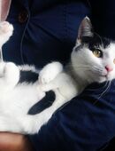 Amy & Lina Schmusekätzchen 18Wo. Tiger & schwarz-weiß Kinderlieb Hunde erfahren Kitten Kätzchen Katzenbaby in 36399