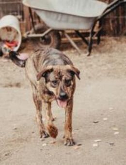 Ronja sucht ein Zuhause - München