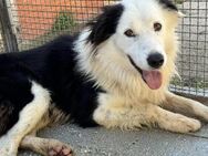 Pongo, Notfall im Canile - Bad Vilbel