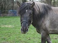 Toller Konik Hengst mit voller Abstammung - Calden