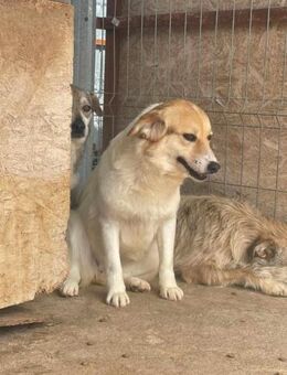 Süsse MARA sucht ihre Familie - Neuberg