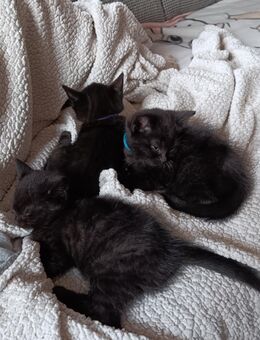 BKH Mischlings Kitten - Michelau (Oberfranken)