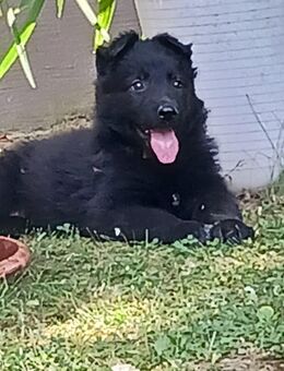 Deutsche Schäferhundwelpen, Langstockhaar, vom Verein für D. Schäferhunde (SV) schwarz,Geschipt, entwurmt, tierärztlich untersucht bei Abgabe, EU HEIMTIERAUSWEIS, - Landkern