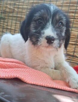 Hundekind ANELi😍 möchte mit dir spielen - Mylau