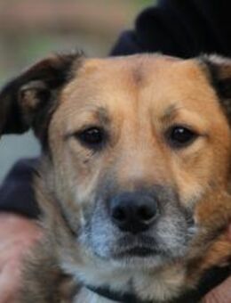 Sanjay - sehr verspielt u. kinderlieb - Lohra