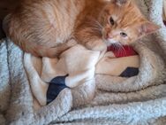Ein Kater - Dornstetten Zentrum