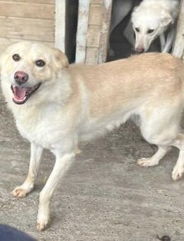 Amaya, 3 Jahre, sucht ihre Menschen - Schwalmtal (Nordrhein-Westfalen)