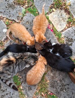 Katzenjunge suchen neues Zuhause - Großengottern