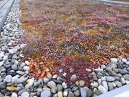 Garagen Dach Mischung Dach Begrünung Grünes Mauer Samen Saatgut Garagen begrünung Dach begrünung Blumenwiese auf dem Dach Muttertag Begruenung Hochbeet Blumen Saatgut Biene Wildblumen Pflanzen garden Saatgut Samen Biene SWR Vatertag Frühling Biene - Pfedelbach