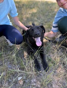 Unsere tolle schwarze Labradormischlingshündin Stella 1,5 J sucht ein warmes Körbchen ca 47 cm groß - Angern