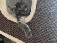 Reinrassige Maine Coon XXL Kitten- Junge in Black - Smok mit Stammbaum. - Bielefeld Zentrum