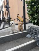 Hunde Betreuung in 8303