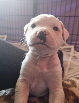 Bulldoggen Mix Welpen - Geeste