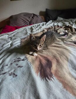 Ein kleiner Kater abzugeben - Spreenhagen