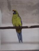 Gelbbauchsittich von 2021 in 04758