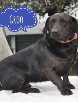 Groo ein feiner Kerl - Mannheim