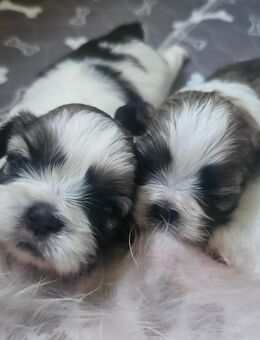 Shih tzu welpen - Güstrow