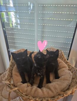 Maine coon kitten Mix - Murg