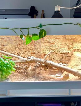Terrarium mit Bartagame - Freiburg (Breisgau)