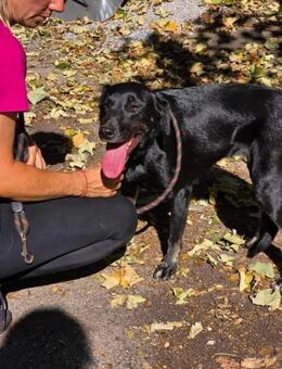 Freundliche Black Beauty DIMA sucht ♥️ - München