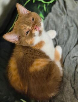 Süßes BKH kitten mädel - Hennef (Sieg)