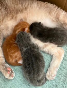 Main Coon / British Kurzhaar Kitten - Alfdorf
