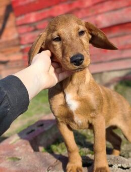 BUTTERCUP - Familienhündin, verspielt - Linden (Hessen)