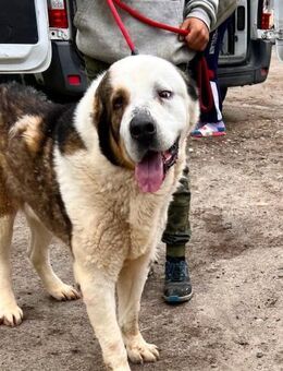 Keks - geb. 01/2020 - Remagen