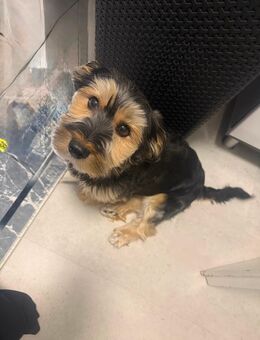 Wir suchen ein neues Zuhause für unseren Rocky - Wetter (Hessen) Zentrum