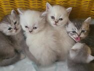 Edle,BKH-Chinchilla Kitten -reinrassig-ABHOLBEREIT - Berlin