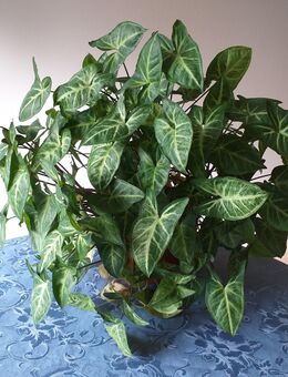Große Grünpflanze Purpurtute Syngonium podophyllum Sorte Arrow - Hamburg Wandsbek