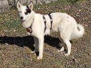 Idefix ist bereit für sein neues Leben! - München