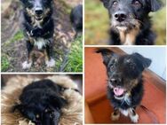 MATU -Dackel-Terrier-Mix Lady- - Duisburg